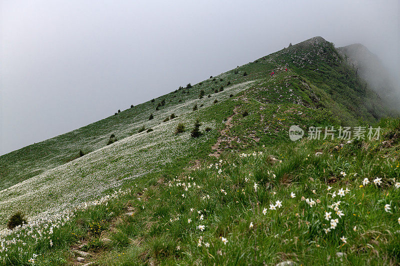 水仙花盛开期间Golica山斜坡上的小路，Gorenjska, Julian Alps，斯洛文尼亚